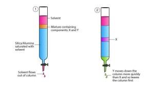 enzymes