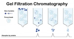 gel filtration chromatography